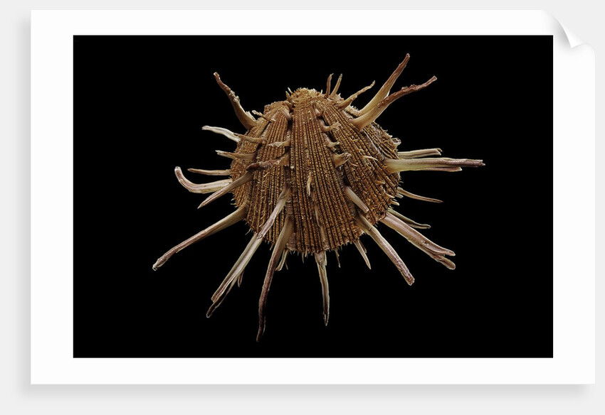 Spondylus regius by Anonymous