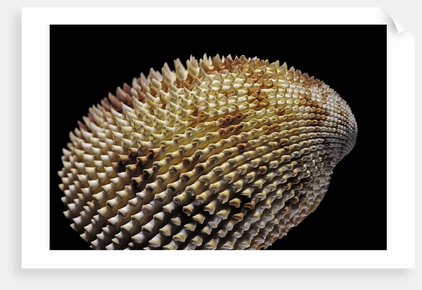 Trachycardium isocardia by Anonymous