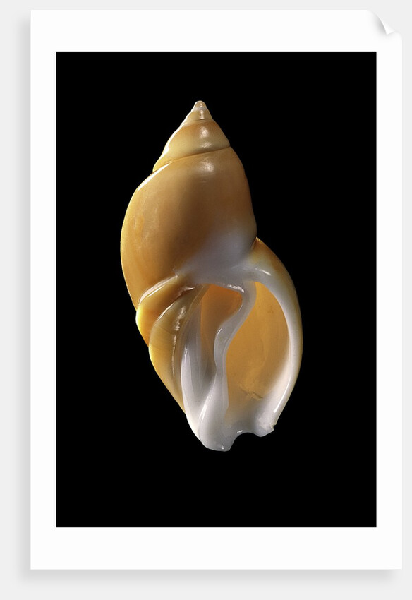 Ancilla lienardi by Anonymous