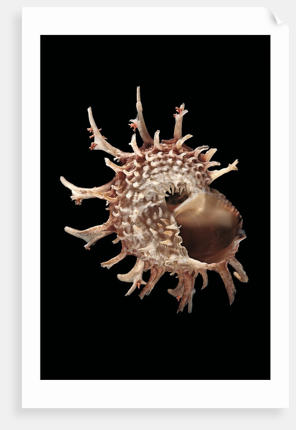 Angaria delphinus by Anonymous