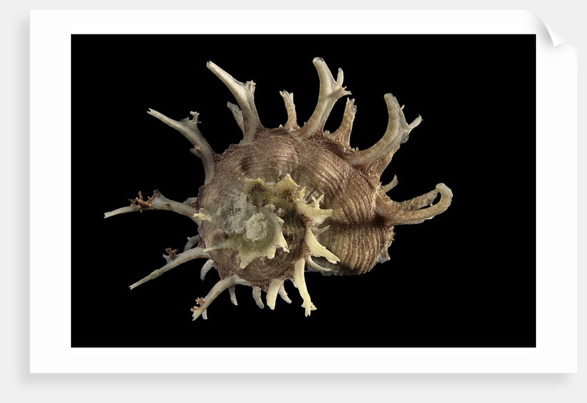 Angaria delphinus by Anonymous