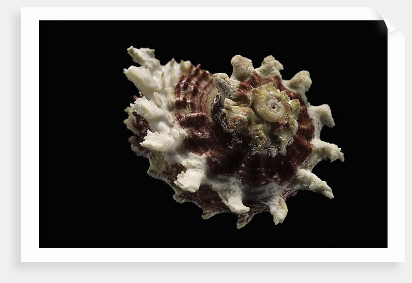 Angaria sphaerula by Anonymous