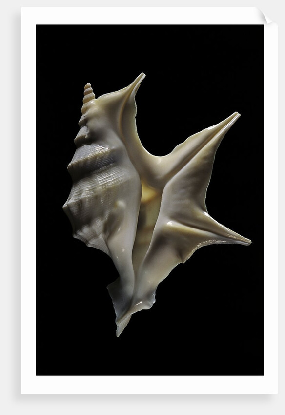 Aporrhais pespelicanis by Anonymous