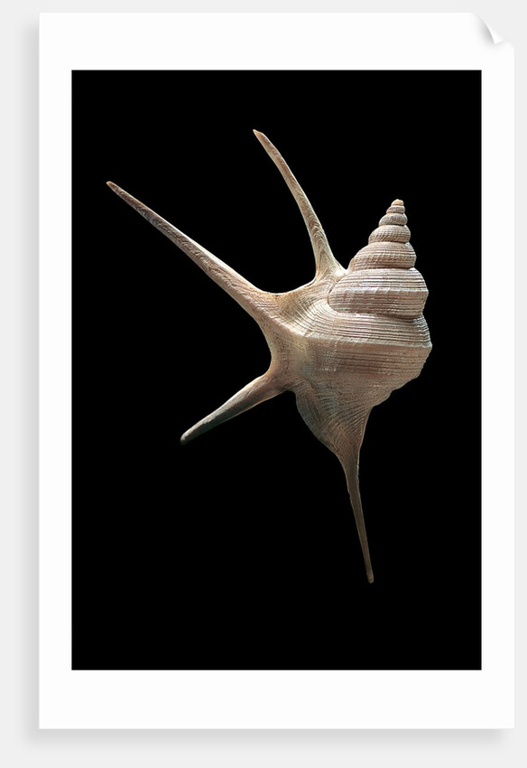 Aporrhais seresianus by Anonymous