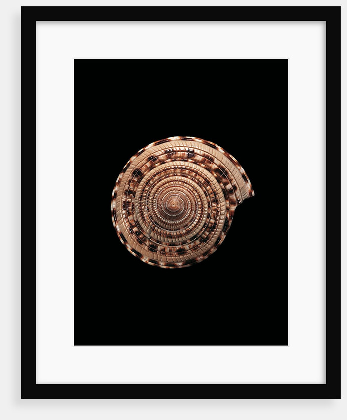Architectonica maxima by Anonymous