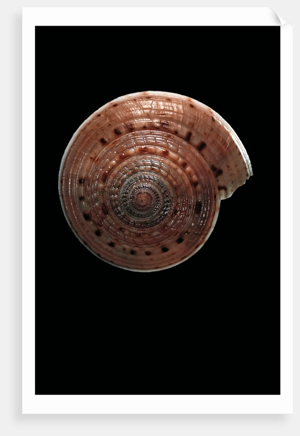 Architectonica nobilis by Anonymous