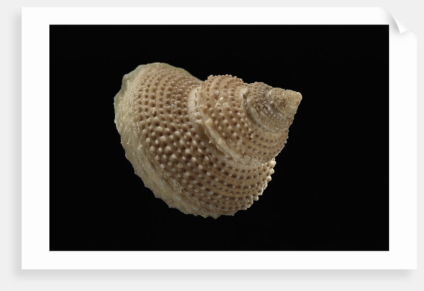 Astalium bathyraphe by Anonymous