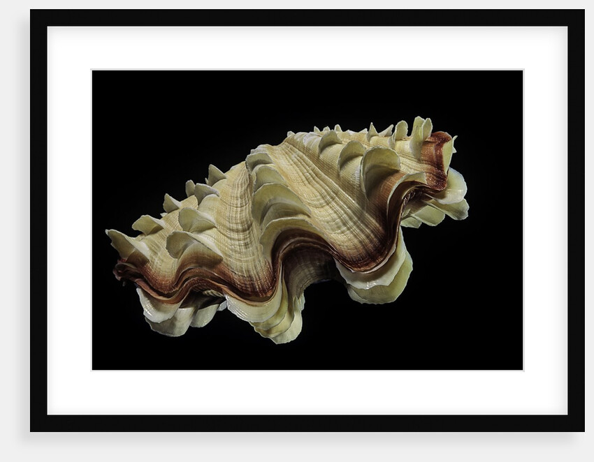 Tridacna noae by Anonymous
