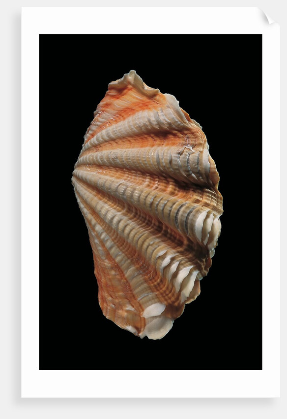 Tridacna squamosa by Anonymous
