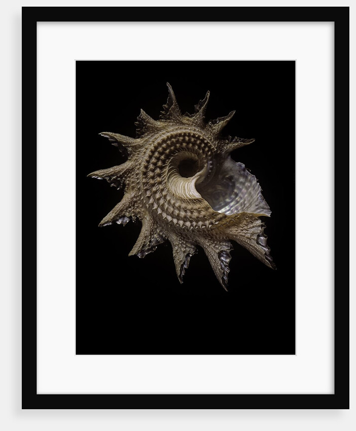 Astraea heliotropium by Anonymous