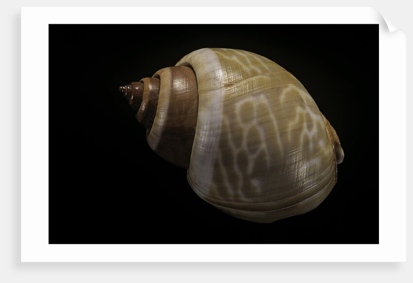Babylonia ambulacrum by Anonymous