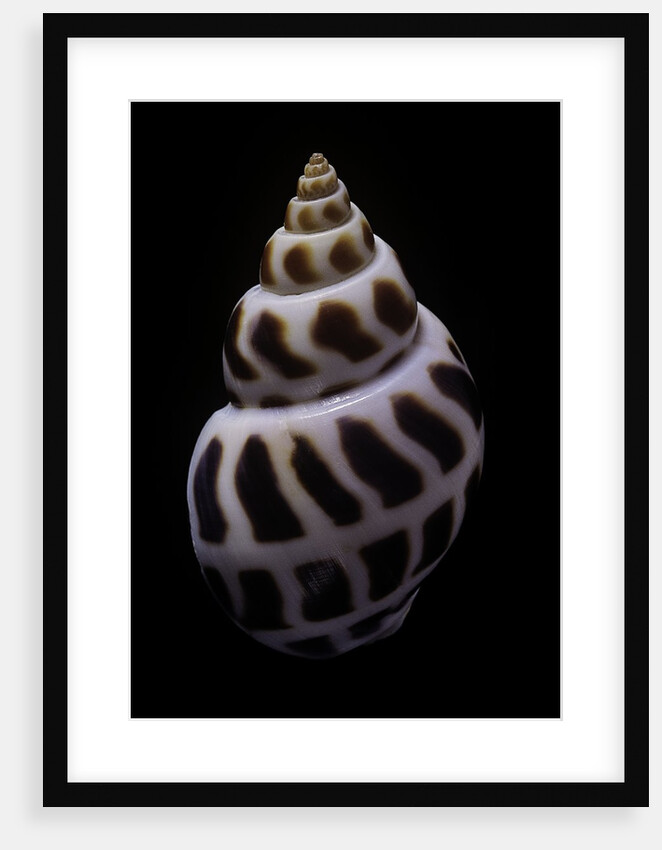 Babylonia areolata by Anonymous
