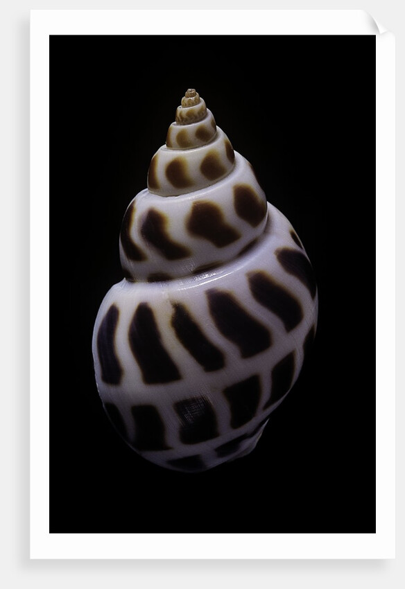 Babylonia areolata by Anonymous