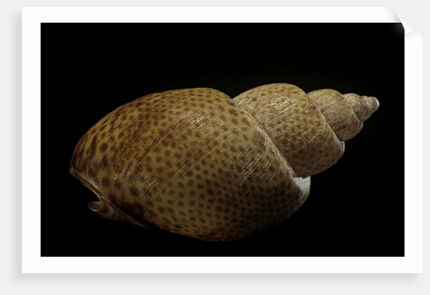 Babylonia papillaris by Anonymous