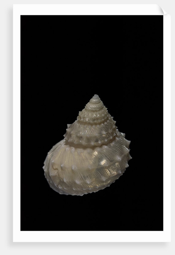 Bathybembix crumpii by Anonymous