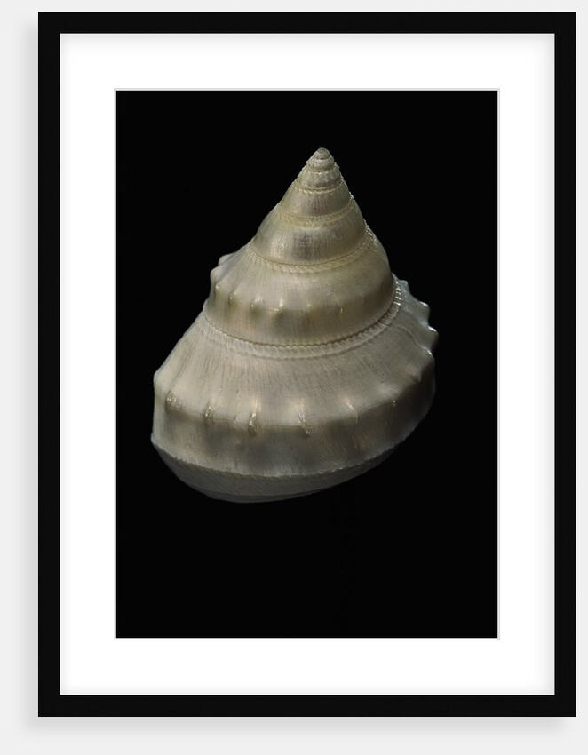 Bathybembix crumpii by Anonymous