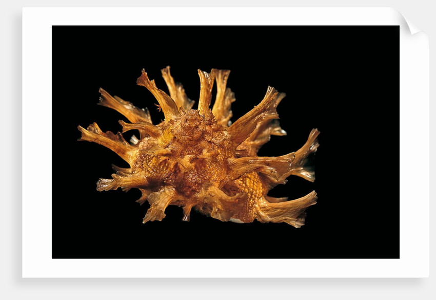 Bolma girgyllus by Anonymous