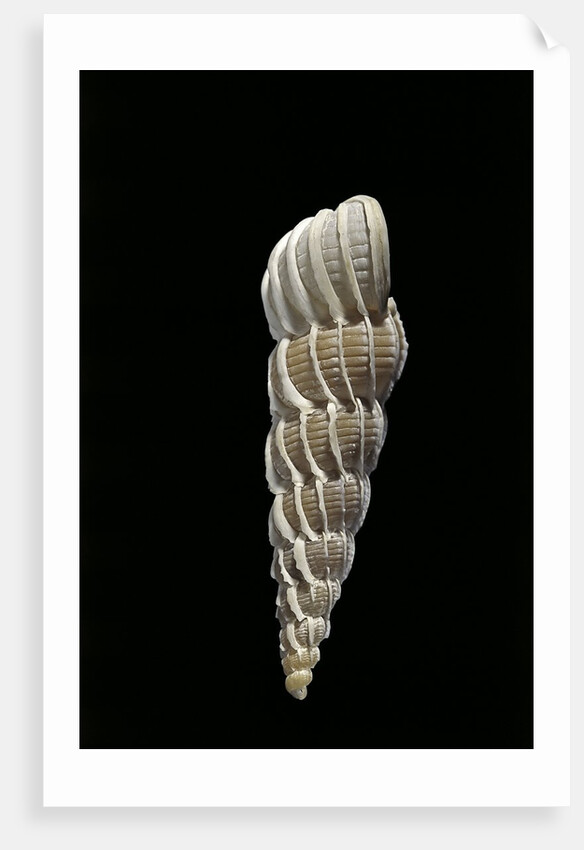 Boreoscala groenlandica by Anonymous