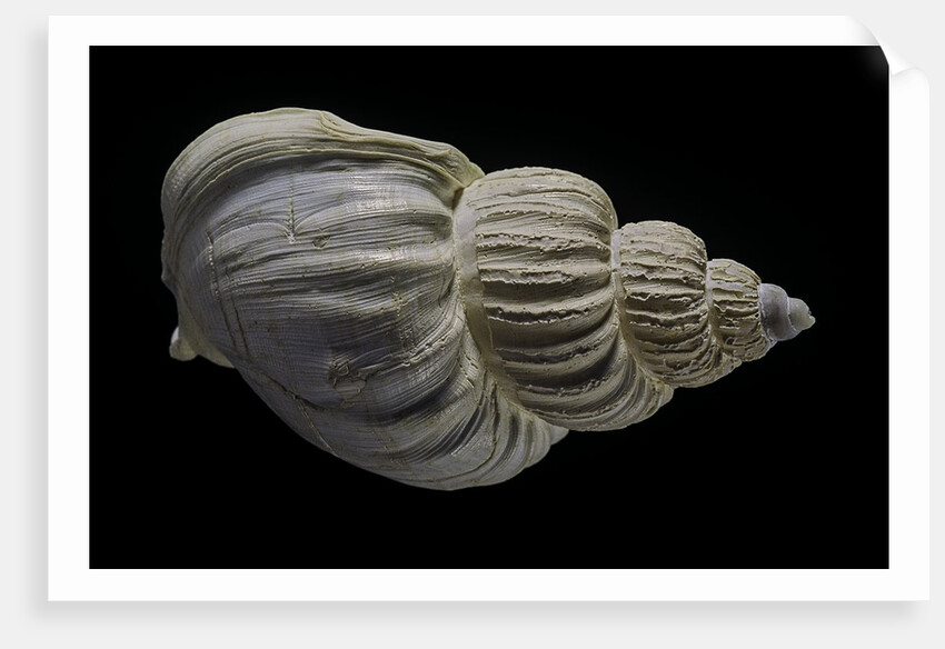 Buccinum politum by Anonymous