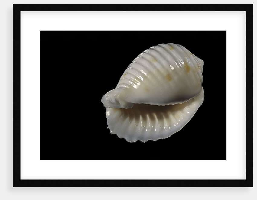 Bulla ampulla by Anonymous