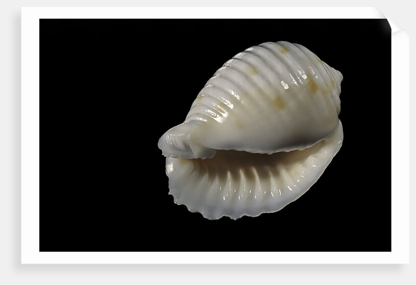 Bulla ampulla by Anonymous
