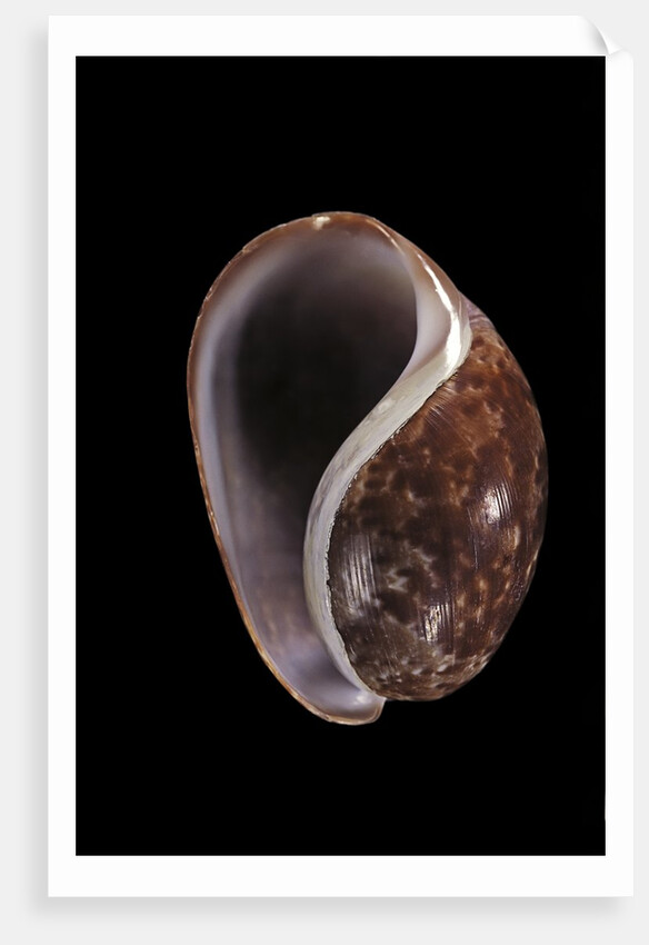 Bulla mabillei by Anonymous