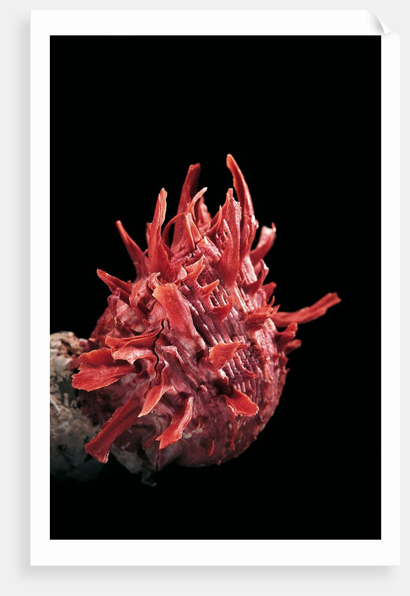 Spondylus princeps by Anonymous
