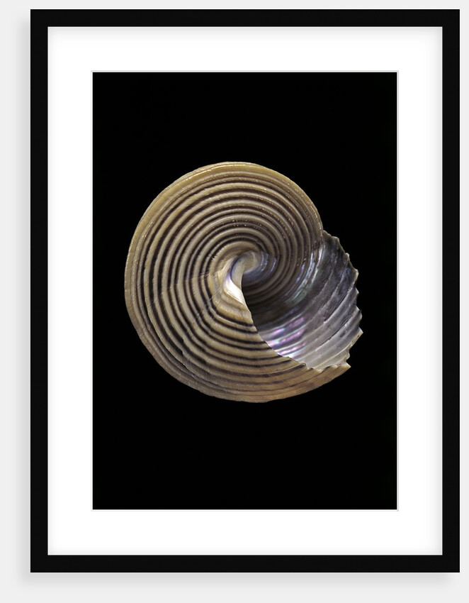 Calliostoma canaliculata by Anonymous