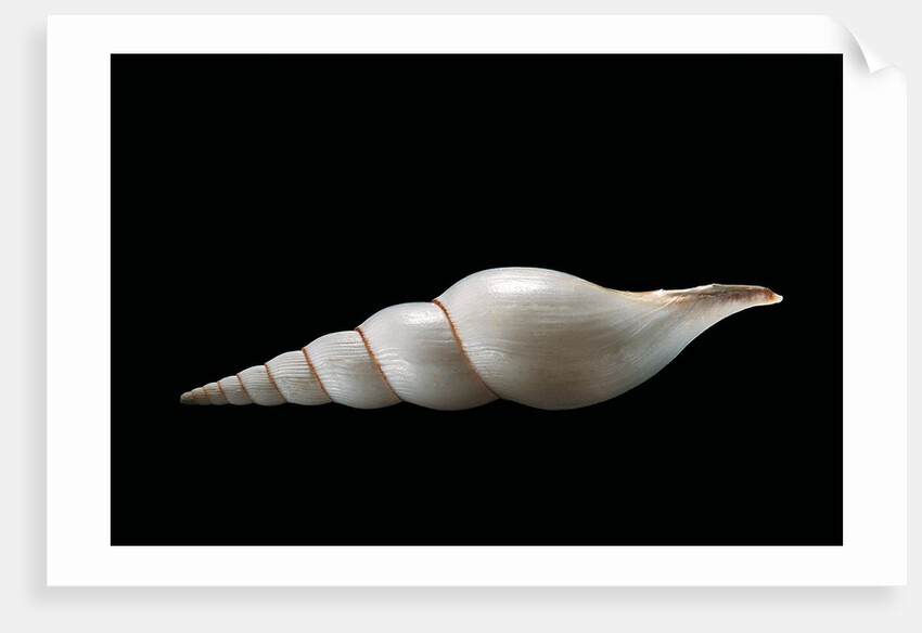 Calliotectum johnsoni dupreyi by Anonymous