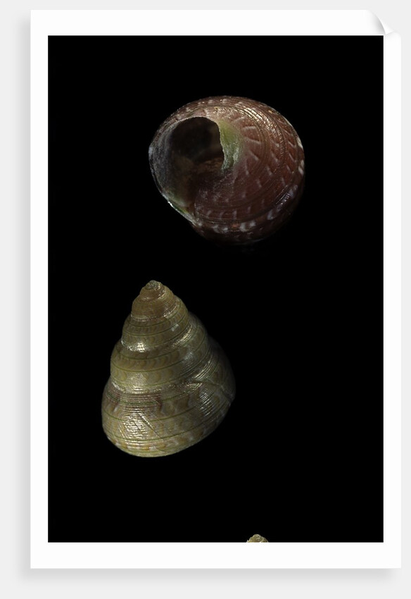 Cantharidus sendersi by Anonymous