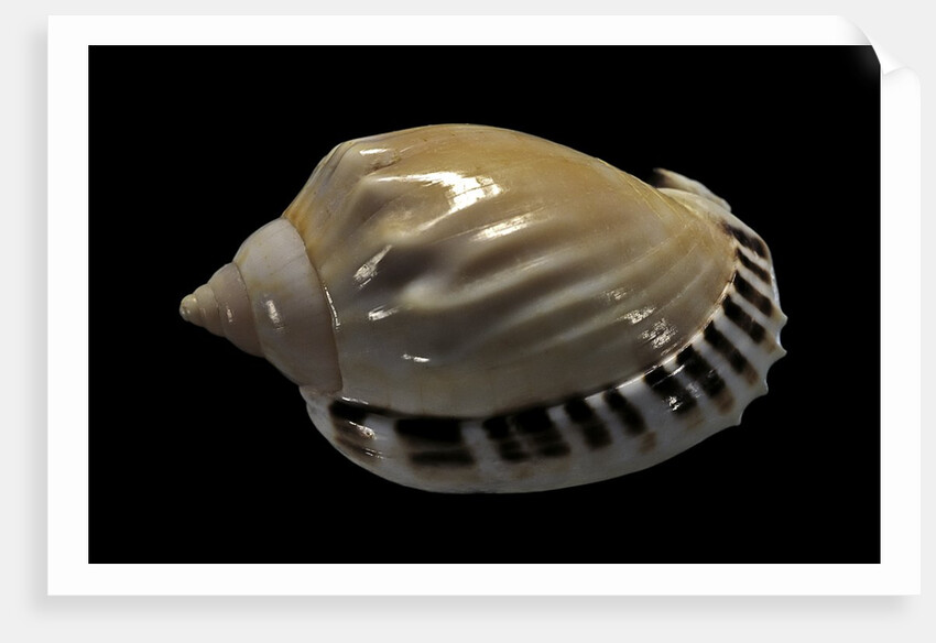 Casmaria ponderosa by Anonymous