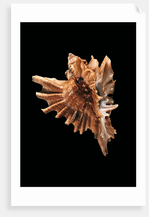 Ceratostoma burnetti by Anonymous