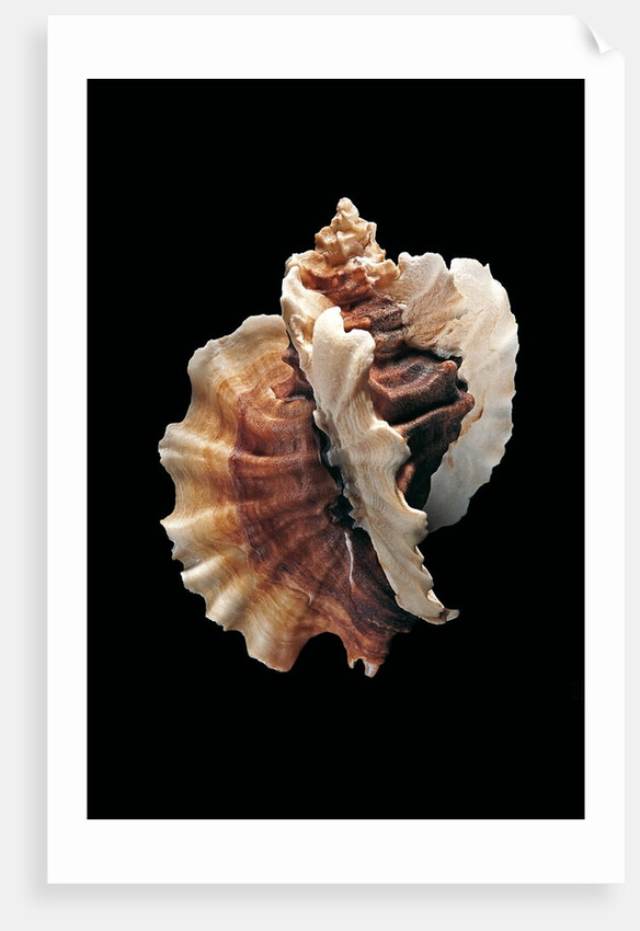 Ceratostoma foliatum by Anonymous