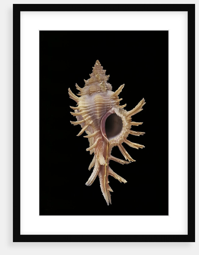 Chicoreus aculeatus by Anonymous