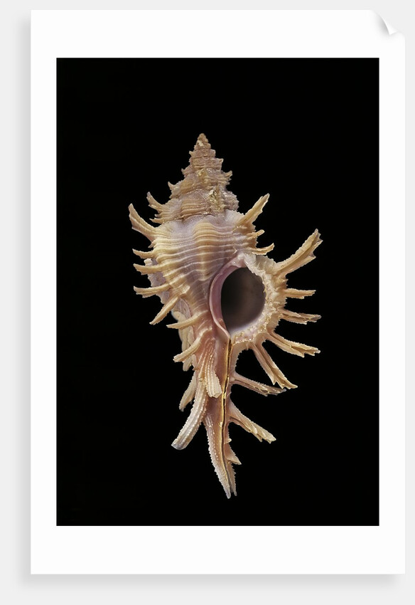 Chicoreus aculeatus by Anonymous