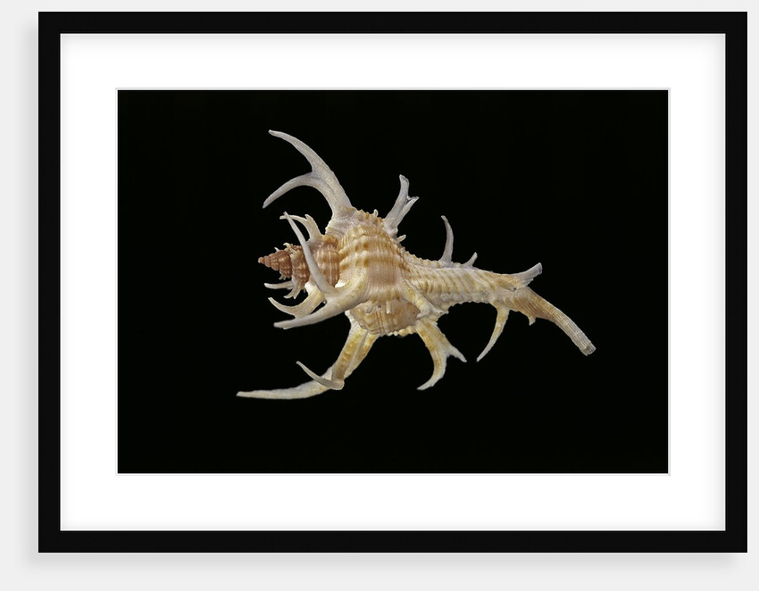 Chicoreus cervicornis by Anonymous