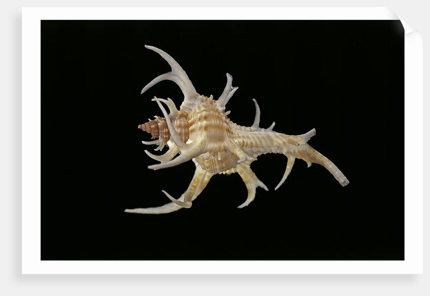 Chicoreus cervicornis by Anonymous