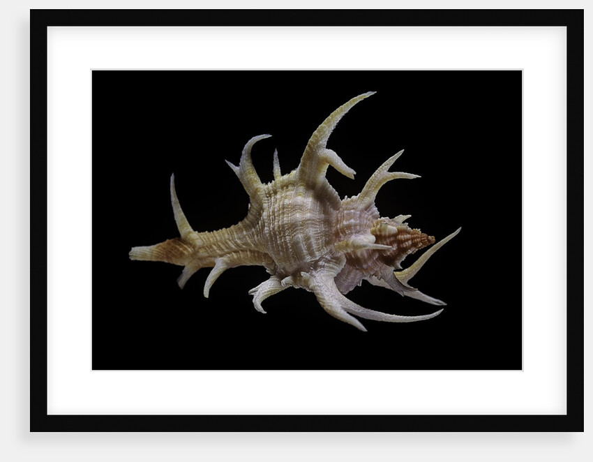 Chicoreus cervicornis by Anonymous