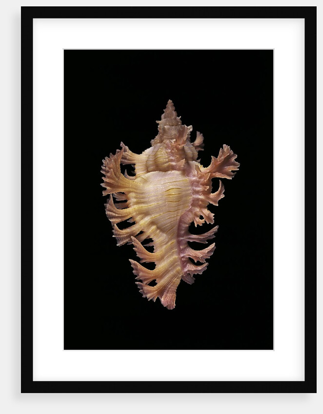 Chicoreus nobilis by Anonymous