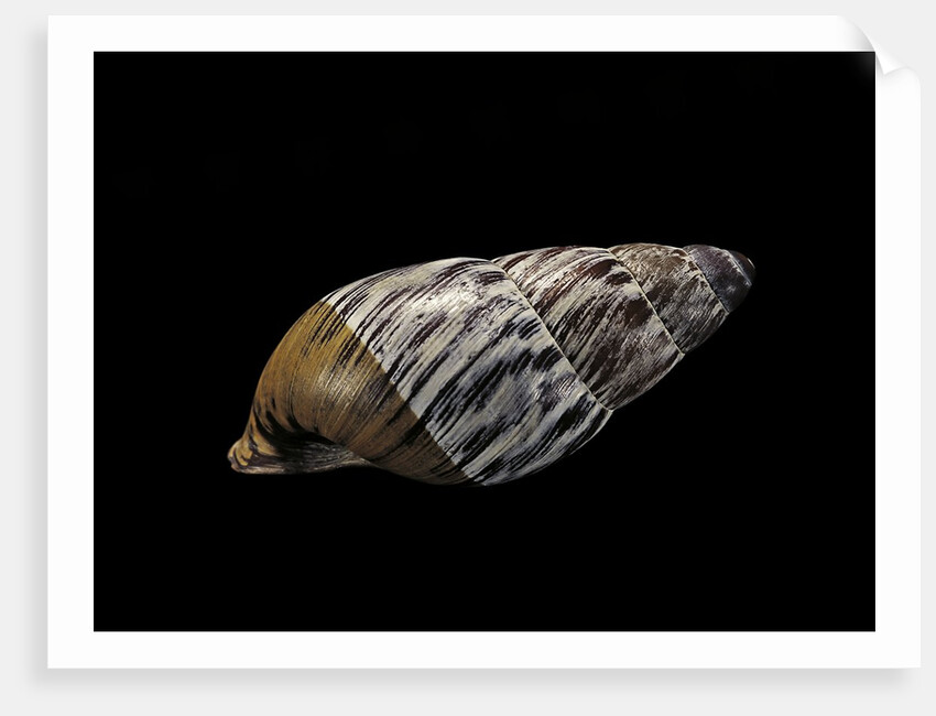 Chrysallis aspera by Anonymous