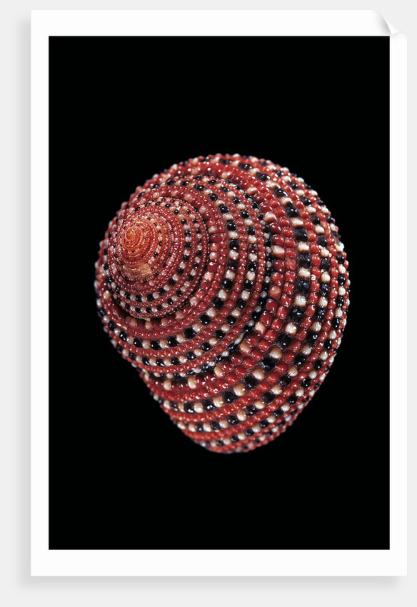 Clanculus pharaonius by Anonymous