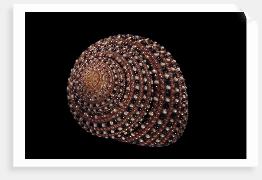 Clanculus pharaonius by Anonymous