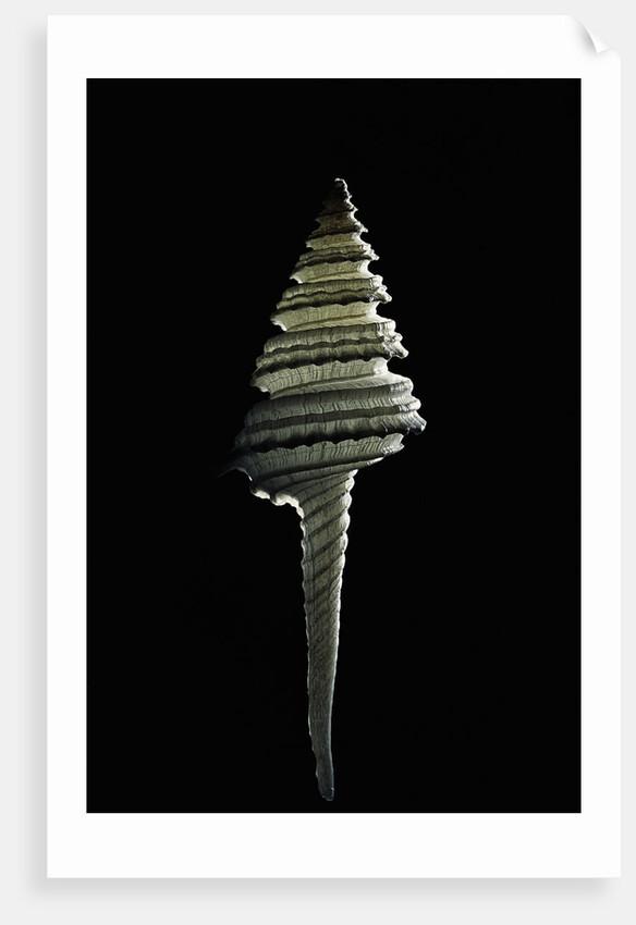 Columbarium juliae by Anonymous