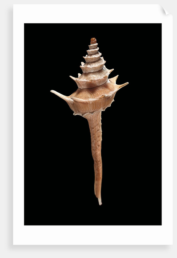 Columbarium pagoda by Anonymous