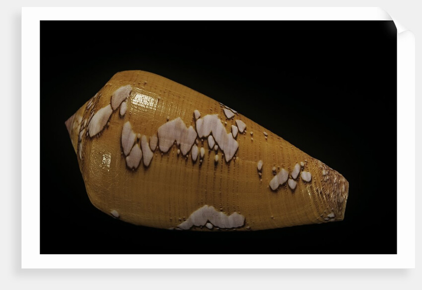 Conus behelokensis by Anonymous
