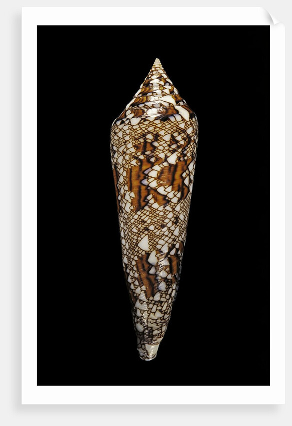 Conus bengalensis by Anonymous