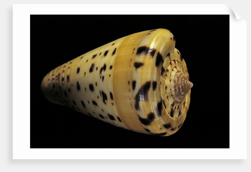 Conus betulinus by Anonymous
