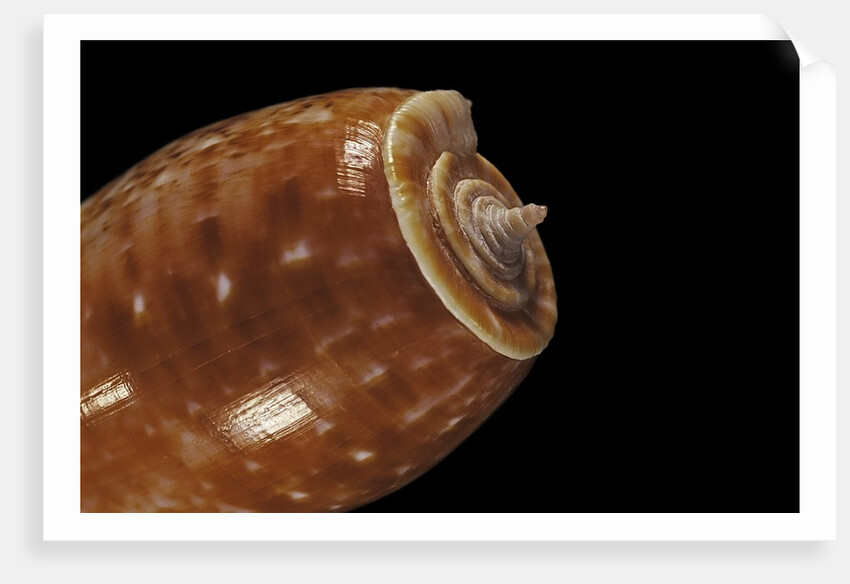 Conus bullatus by Anonymous