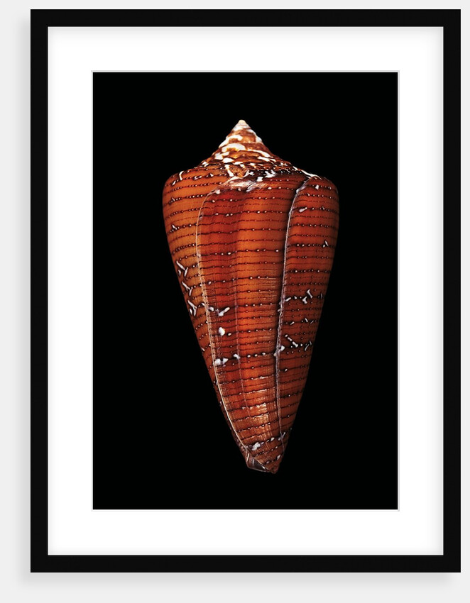 Conus cedonulli caledonicus by Anonymous