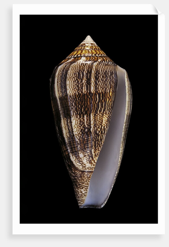 Conus cholmondeleyi by Anonymous